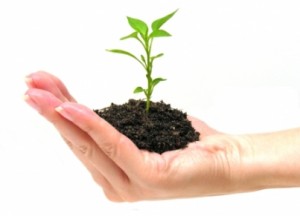 Growth as a Goal in The Michael Teaching - From even the smallest seedlings grow mighty trees