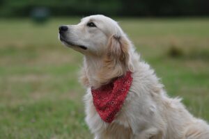 server-dog-golden-retriever-9728981_1280-Image-by-JackieLou-DL-from-Pixabay.jpg